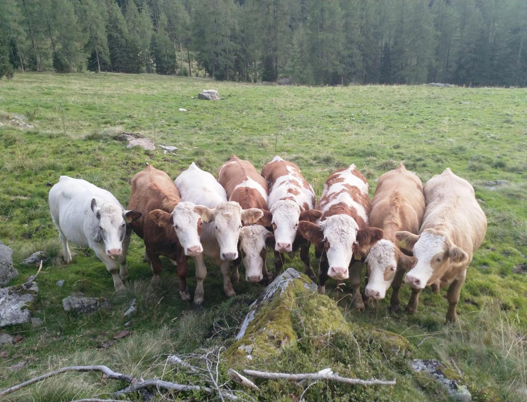 Haufhof-Pension Am Bauernhof, Haus Im Ennstal Bei Schladming Ngoại thất bức ảnh